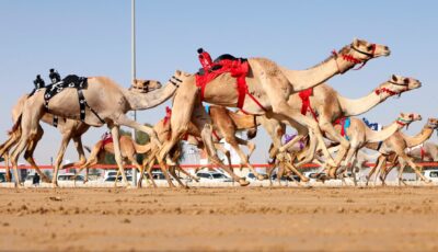 لمربي الإبل.. نصائح مهمة من الزراعة وهذه شروط الاشتراك في سباقات الهجن