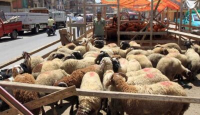 وزارة التموين تطرح اللحوم الحية والمجمدة في 1060 شادرًا استعدادًا لعيد الأضحى