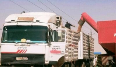 توريد 47 ألف طن قمح محلي في بني سويف منذ بداية موسم 2025