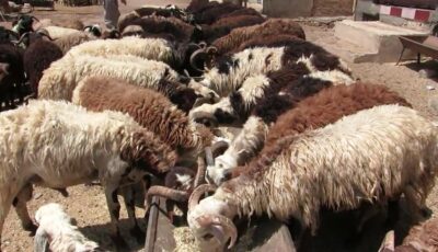 خراف حية ولحوم طازجة.. التموين تعلن استعدادات عيد الأضحى المبارك